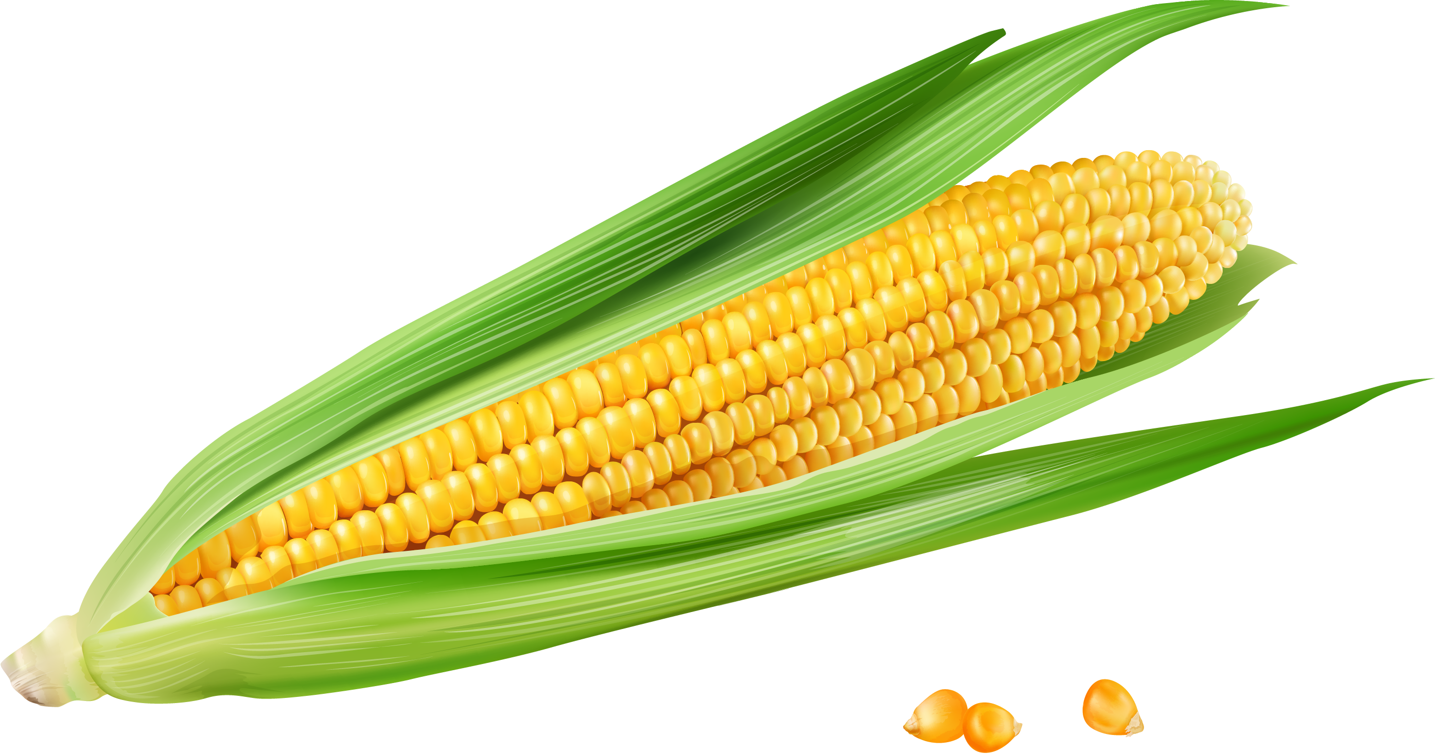 Yellow corn clipart