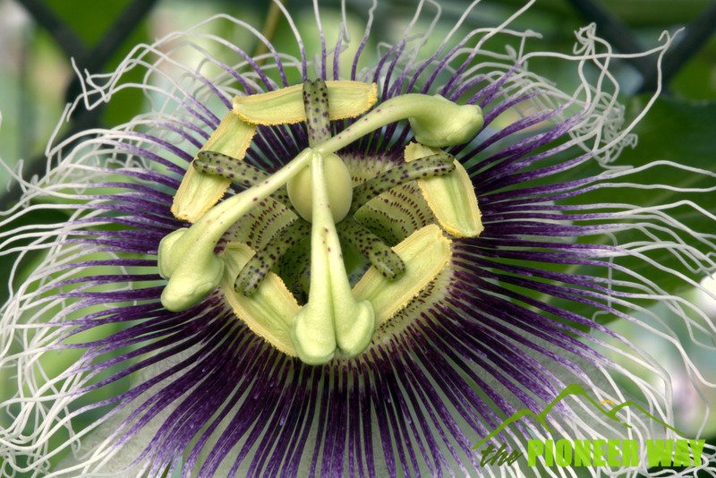 A passion flower up close and personal